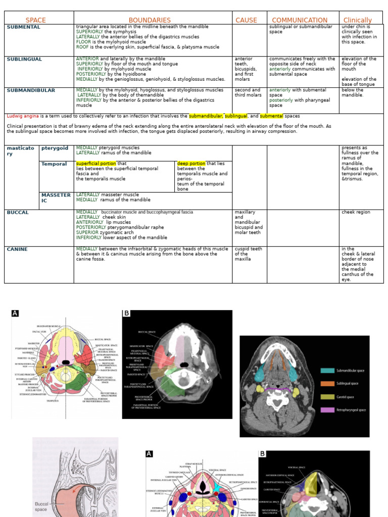Anatomy of Submental and Sublingual Spaces | PDF | Primate Anatomy ...