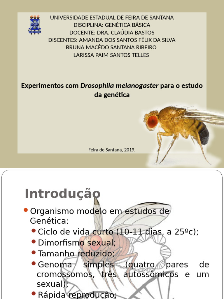 Apresentação - Drosophilas | PDF | Drosophila Melanogaster | Biologia