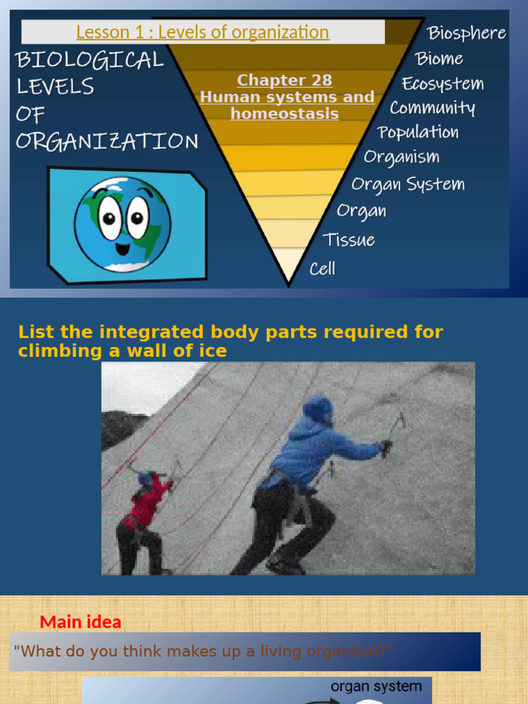 1.chapter 28 Lesson 1 Levels of Organization | PDF