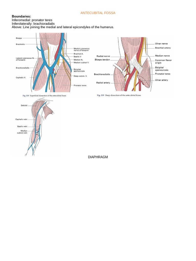 ANTECUBITAL FOSSA STEVEN UNIVERSE visual data 4