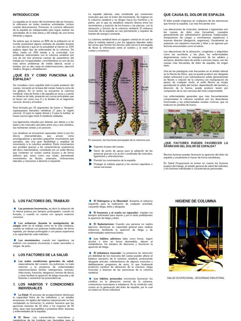 Higiene de Columna | PDF | La columna vertebral | Sistema ...