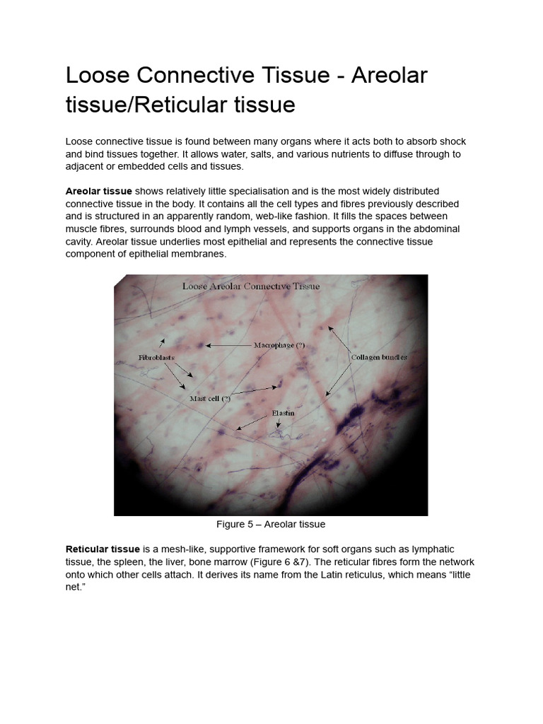 Areolar and Reticular Loose Connective Tissue | PDF