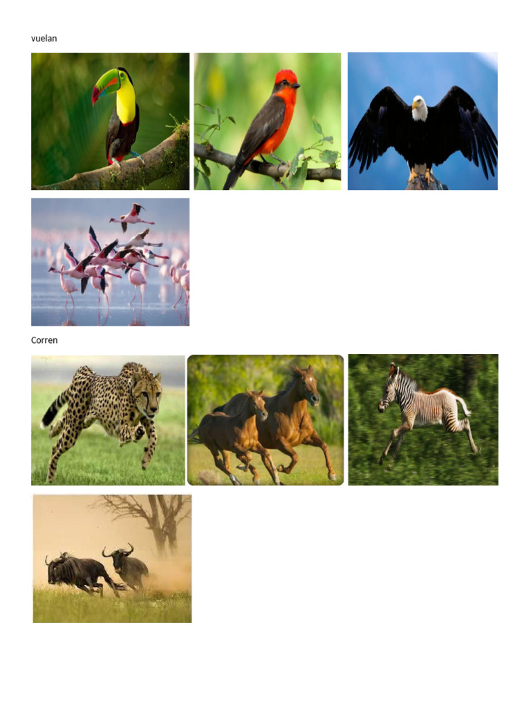 Animales Vuelan | PDF