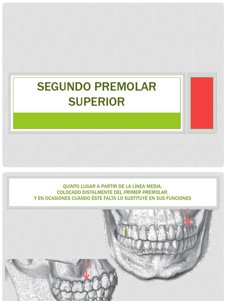 Anatomía del Segundo Premolar Superior | PDF | Diente | Anatomia dental