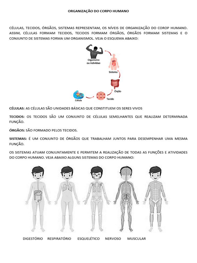 Níveis de Organização do Corpo Humano | PDF