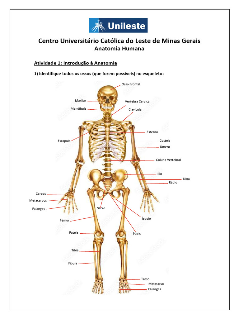 Atividade 1 Anatomia Humana Pdf Vértebra Osso