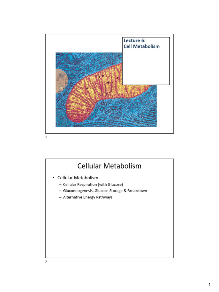 BIO6 Lecture6 CellMetabolism PDF | PDF | Cellular Respiration ...