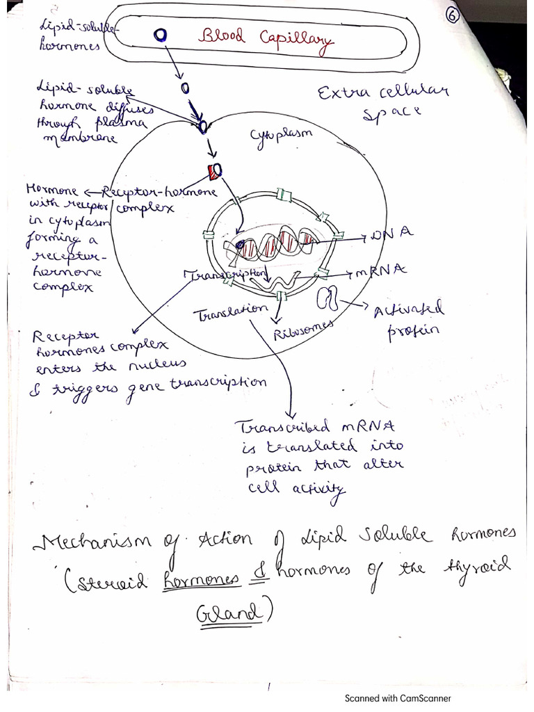 Mechanism of Action of Hormone | PDF