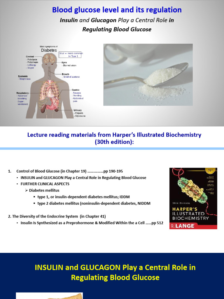 Insulin and Glucagon in Blood Glucose Control | PDF | Insulin | Protein ...