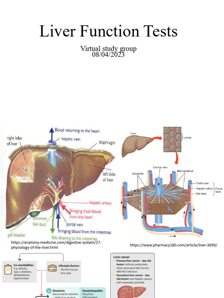 Understanding Liver Function Tests | PDF | Hepatitis | Gastroenterology