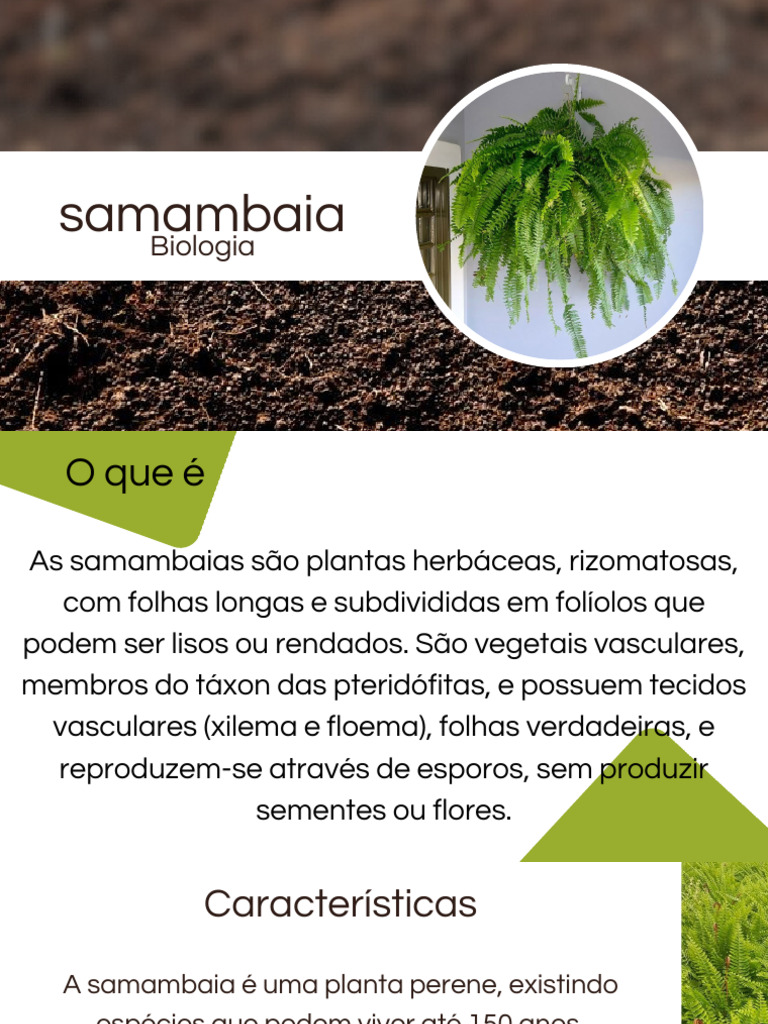 Biologia e Cuidados das Samambaias | PDF