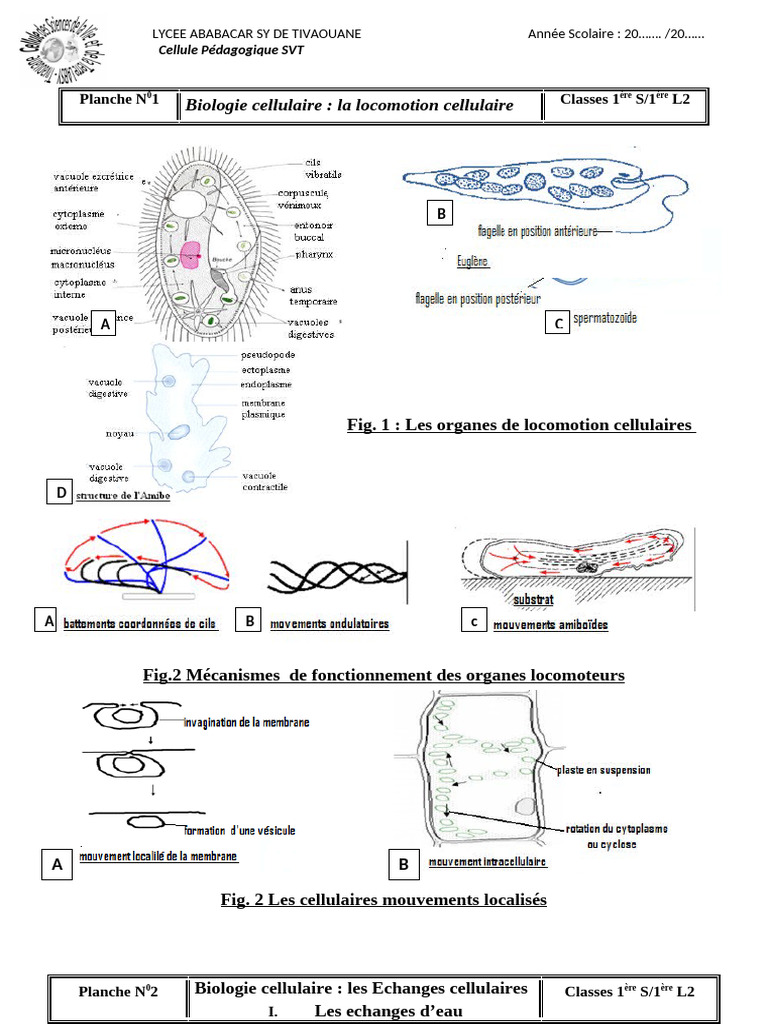 Techniques d'étude de la cellule | PDF | Sciences de la vie | Biologie ...