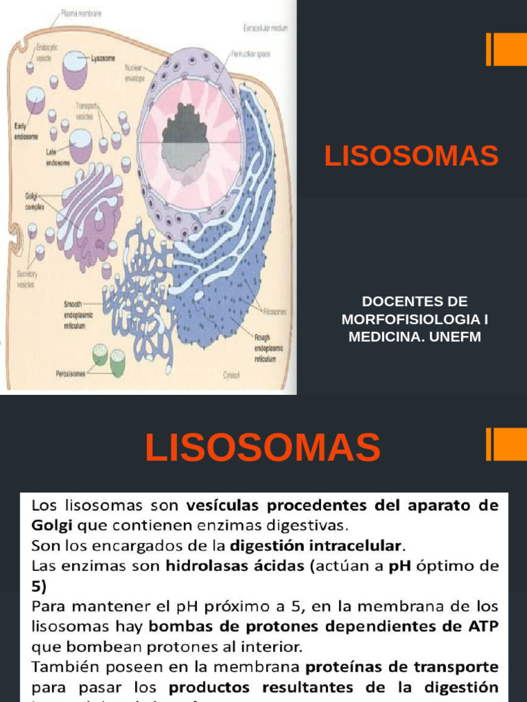 Clase Lisosomas | PDF