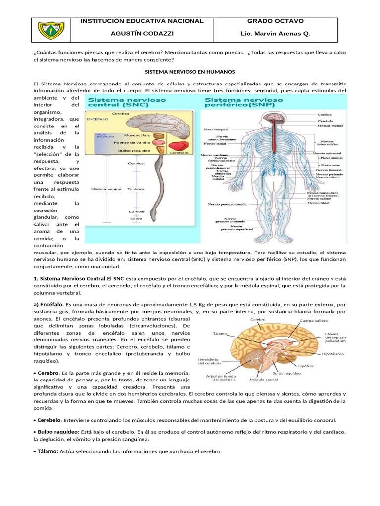 guia 4 sistema nervioso y endocrino en humanos | PDF | Cerebro ...
