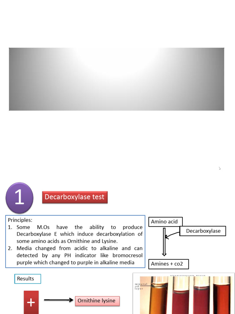 Casease Test for Bacterial Identification | PDF | Nitrate | Redox