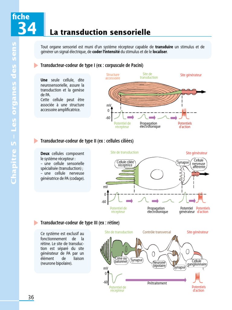 Transduction sensorielle des organes des sens | PDF | Rétine | Neurone