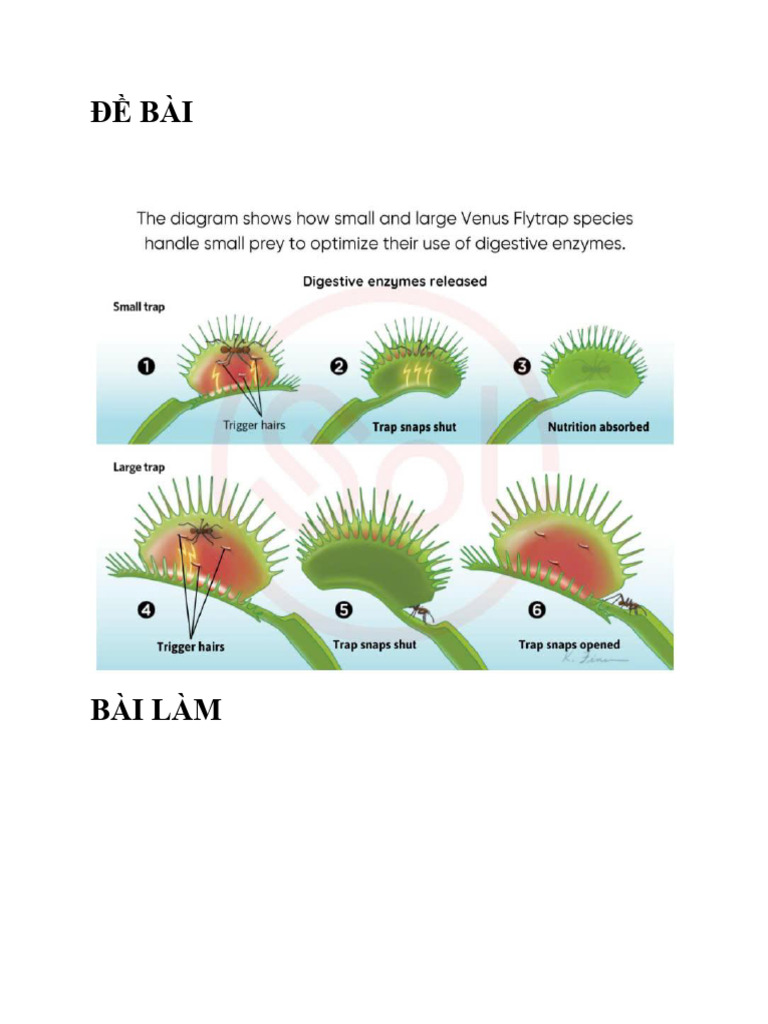 Venus Flytraps | PDF