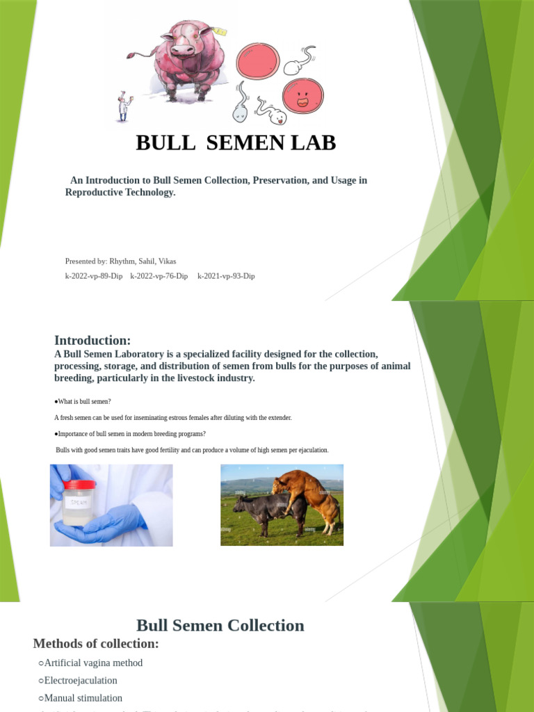 Bull Semen Collection and Preservation Guide | PDF | Semen | Sperm