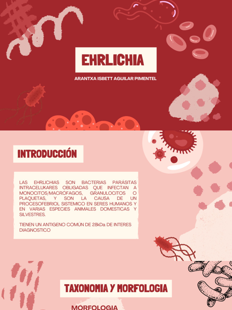 Ehrlichia: Bacterias y Enfermedades | PDF | Las bacterias | Sistema inmune