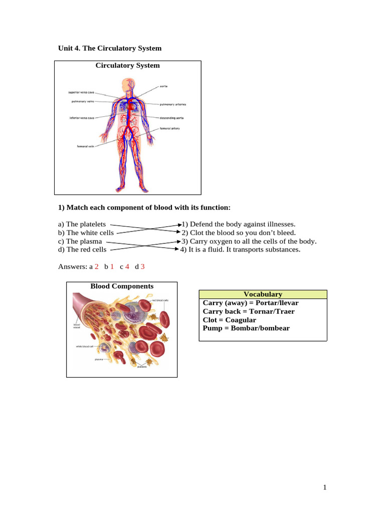 Understanding the Circulatory System | PDF | Heart | Circulatory System