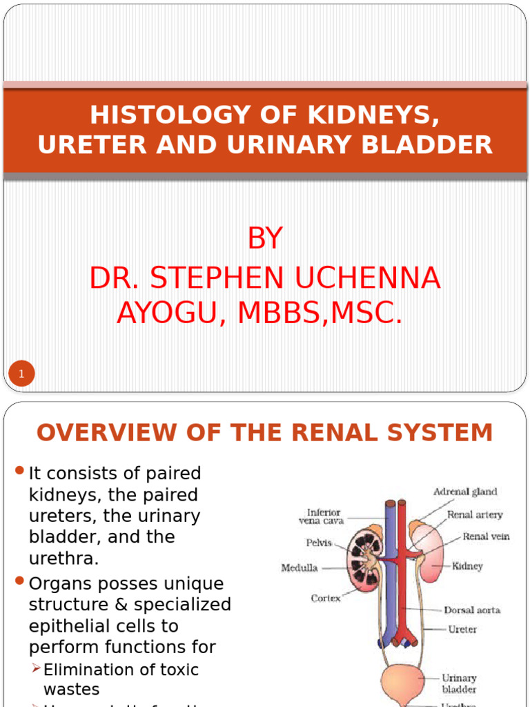 Histology of Kidneys and Urinary System | PDF | Kidney | Organ (Anatomy)
