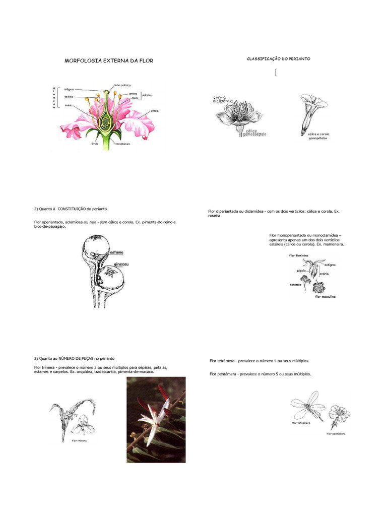 Classificação da Flor e do Perianto | PDF | Flores | Morfologia vegetal