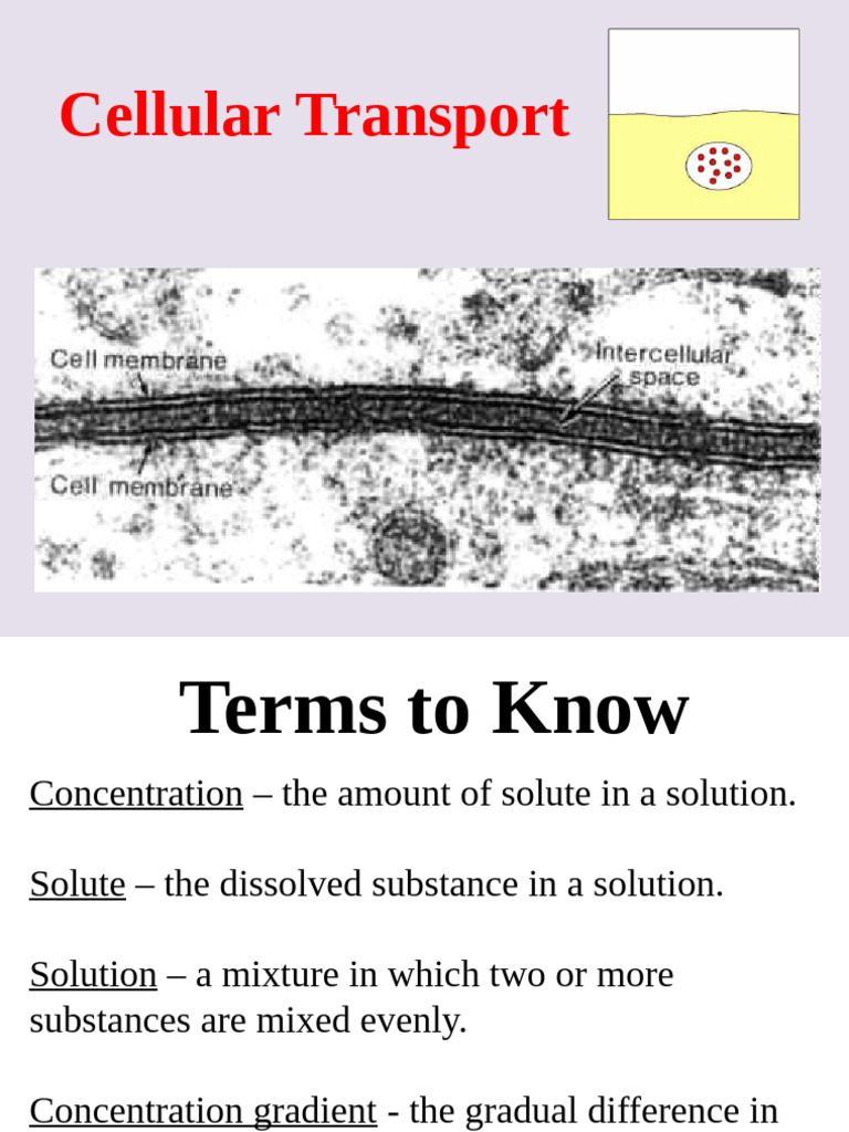 Understanding Cell Transport Mechanisms | PDF | Cell Membrane | Osmosis