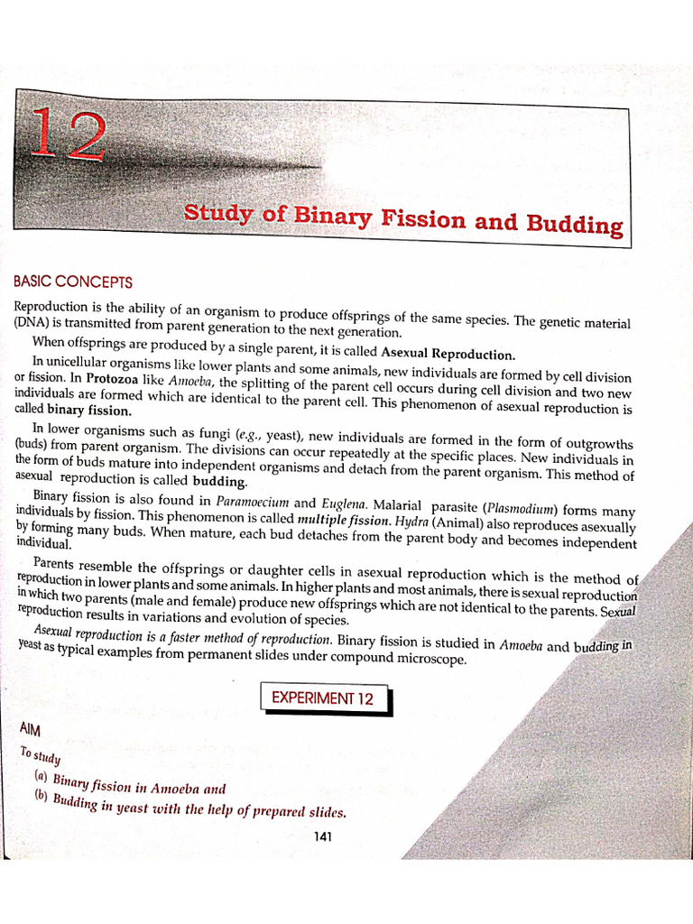 Study of Binary Fission and Budding | PDF