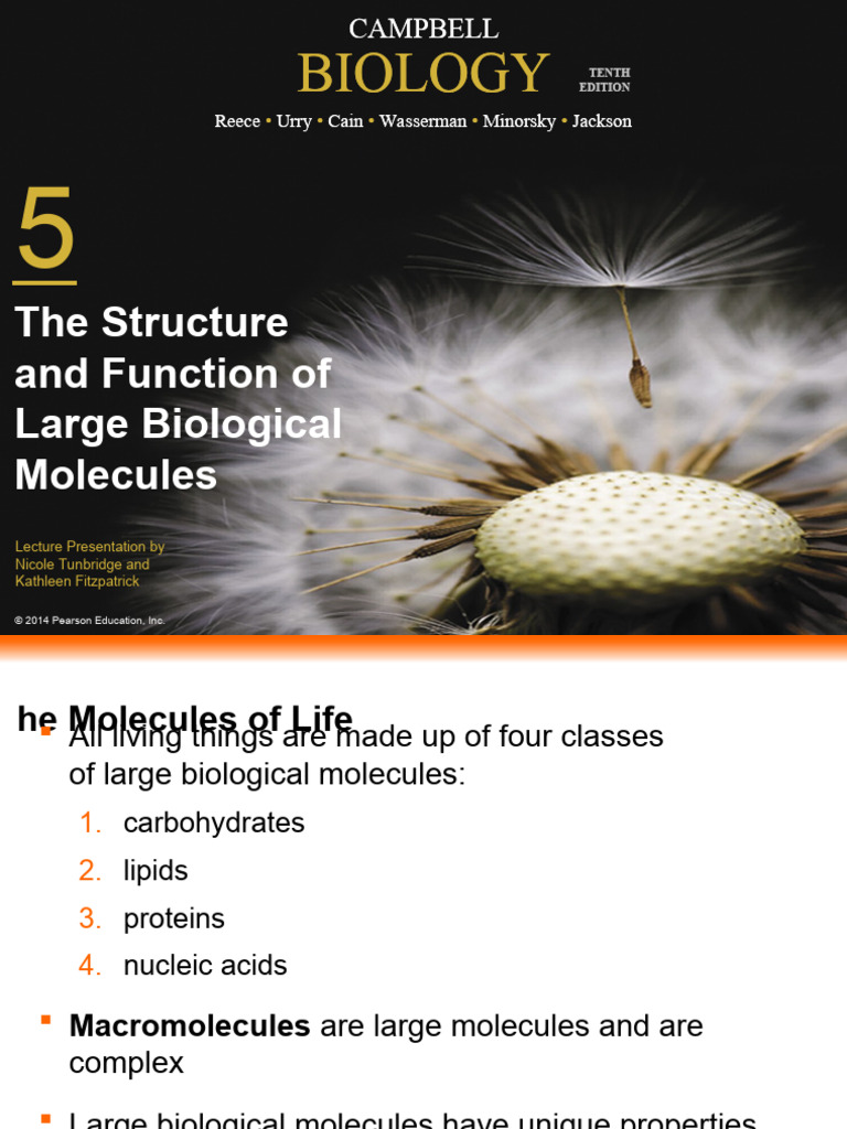 Large Biological Molecules Overview | PDF | Protein Structure | Nucleotides