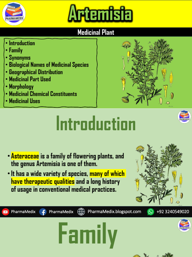 Artemisia A Medicinal Plant (PharmaMedix) | PDF | Medicinal Herbs And ...
