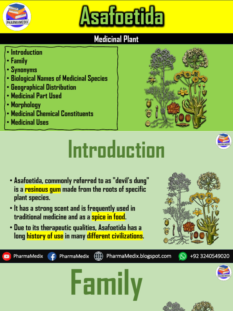 Asafoetida: Family and Uses in Medicine | PDF