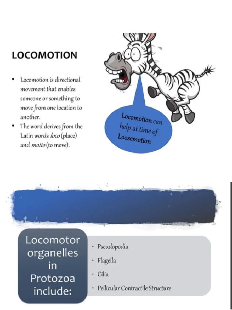 ZOOLOGY, 8, Locomotion in Protozoa 8th Lecture | PDF