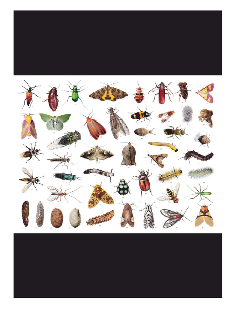 NGC Insects | PDF