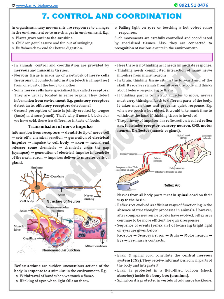 Control and Coordination in Organisms | PDF | Neuron | Nerve