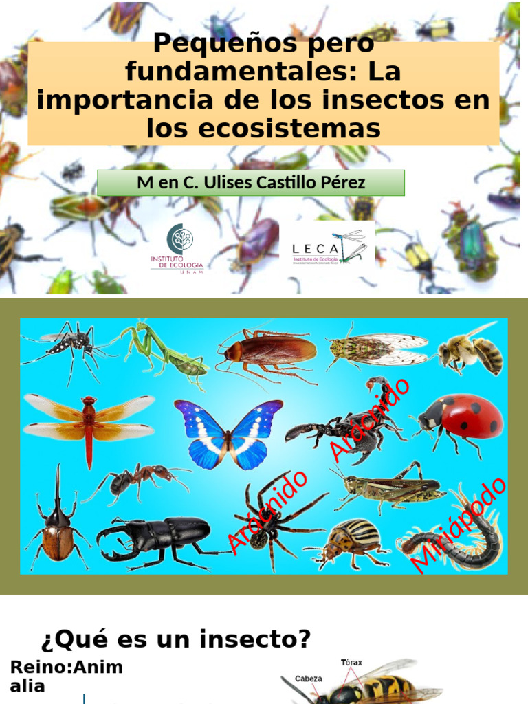 Importancia de los Insectos en Ecosistemas | PDF | Ecosistema | Insectos