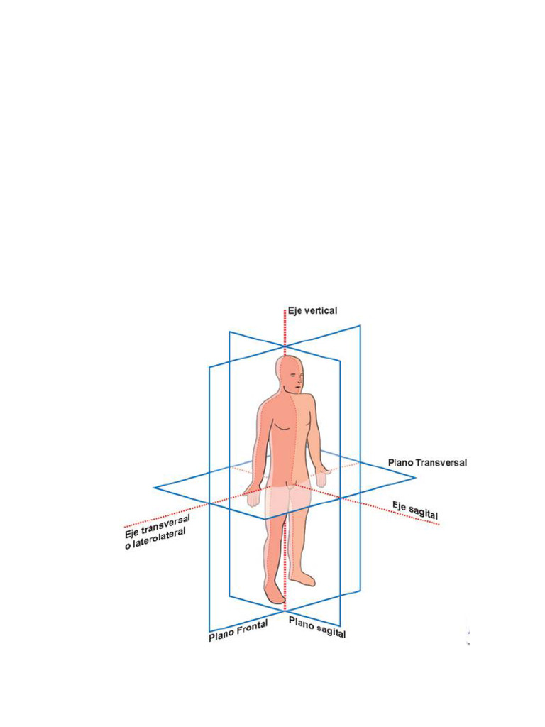 Movimientos y Ejes del Cuerpo Humano | PDF | Términos anatómicos de ...