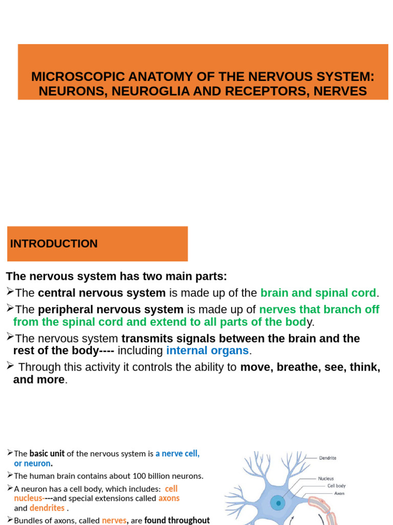 Nervous System Anatomy: Neurons & Glia | PDF | Neuron | Axon