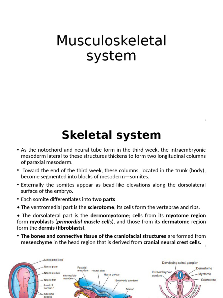 Embryology New Musculoskeletal System Lecture | PDF | Vertebra ...