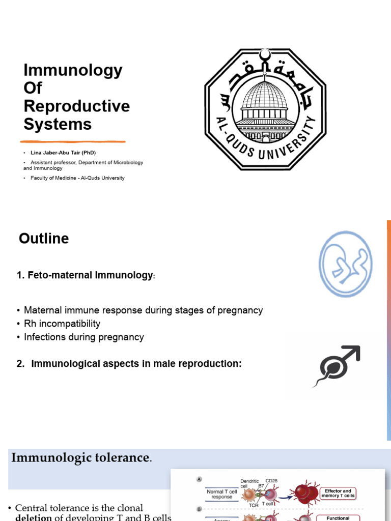 Immunology of Reproductive Systems - Lina 2023 | PDF | Immune Tolerance ...