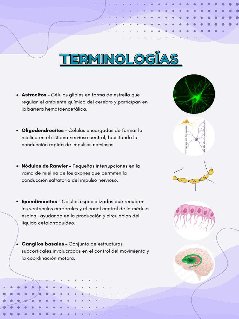 Terminologías | PDF