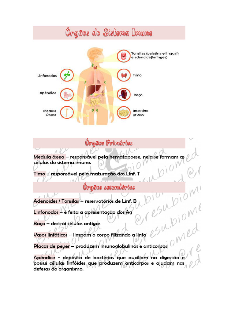 Órgãos do Sistema Imune e Suas Funções | PDF