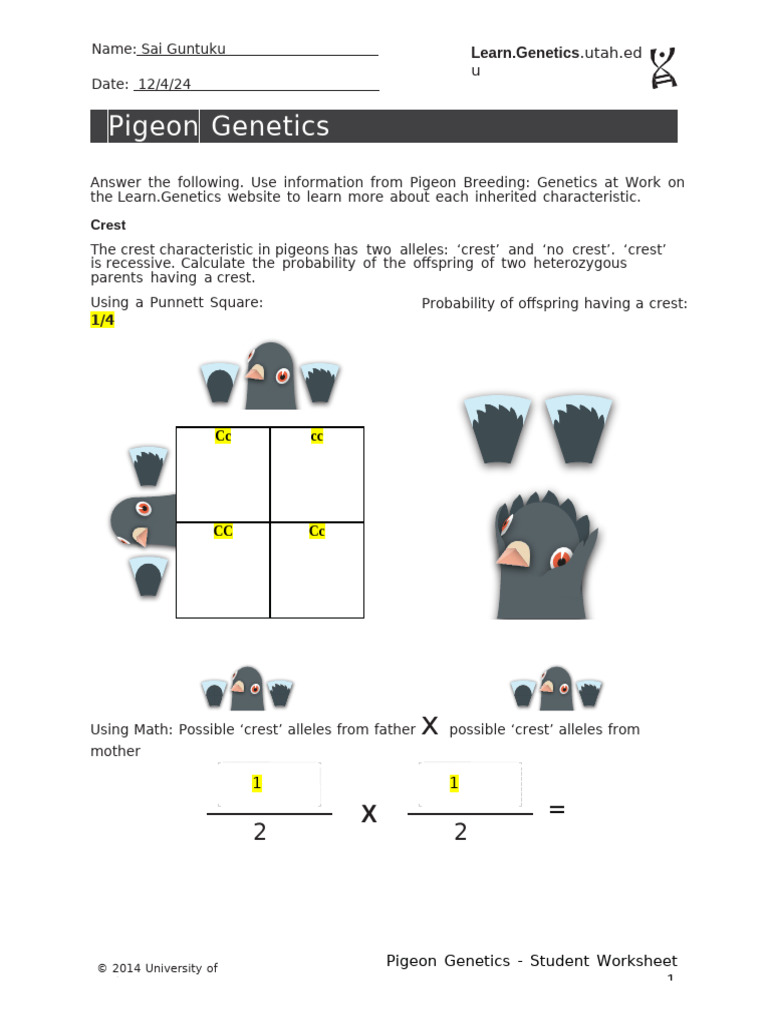 Pigeon Genetics Student Worksheet | PDF | Dominance (Genetics) | Genotype
