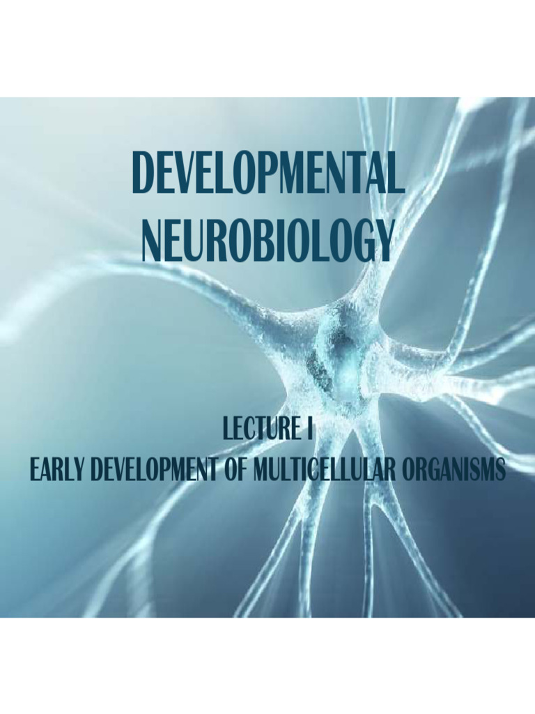Developmental Neurobiology Lecture I | PDF | Cell Signaling ...