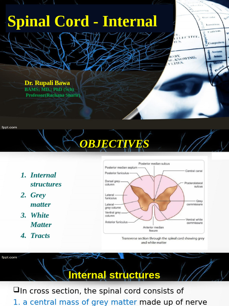 Spinal Cord Anatomy: Grey and White Matter | PDF | Spinal Cord | Motor ...