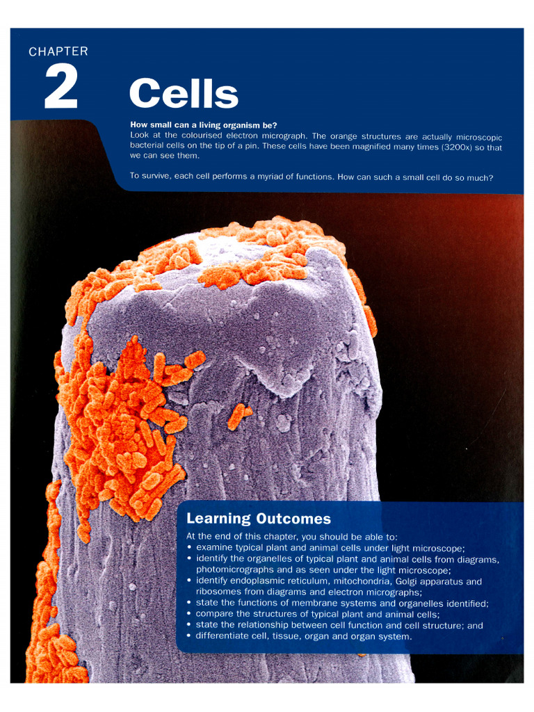 L1. Cell Structure | PDF