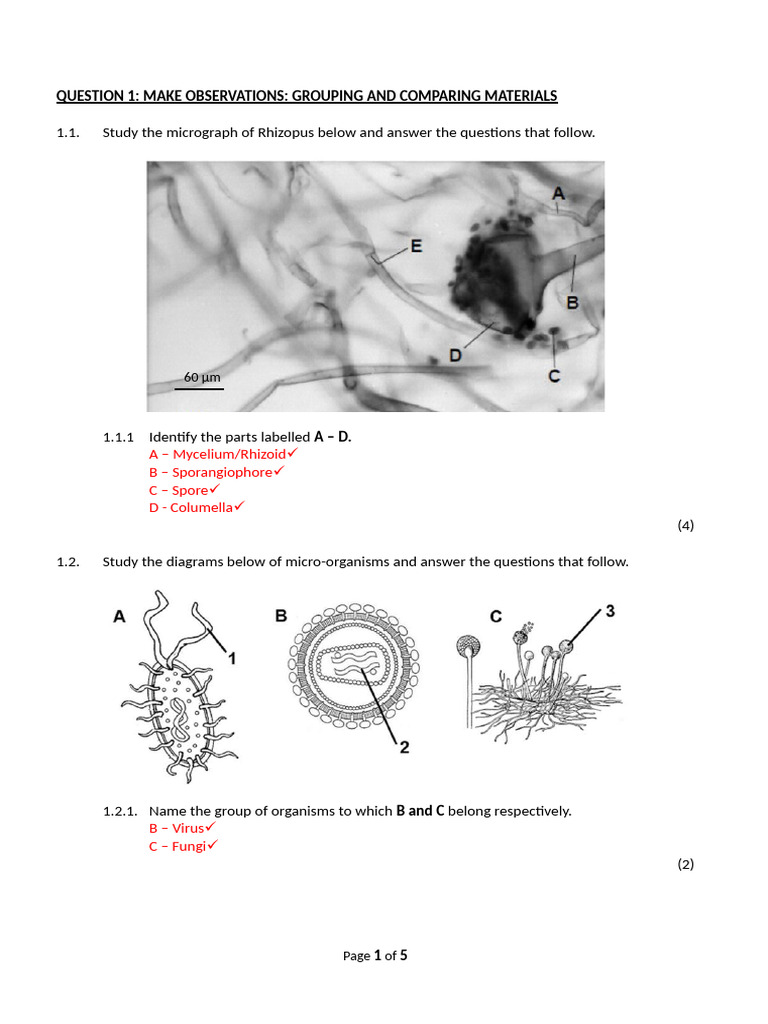 Bacterial Growth and Antibiotic Resistance | PDF | Bacteria | Biology