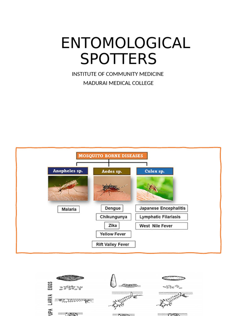 SPOTTERS - Entomology | PDF | Mosquito | Insects