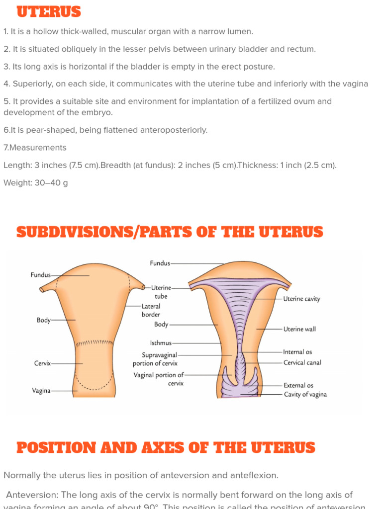 Anatomy of Female Reproductive Tract | PDF | Uterus | Vagina