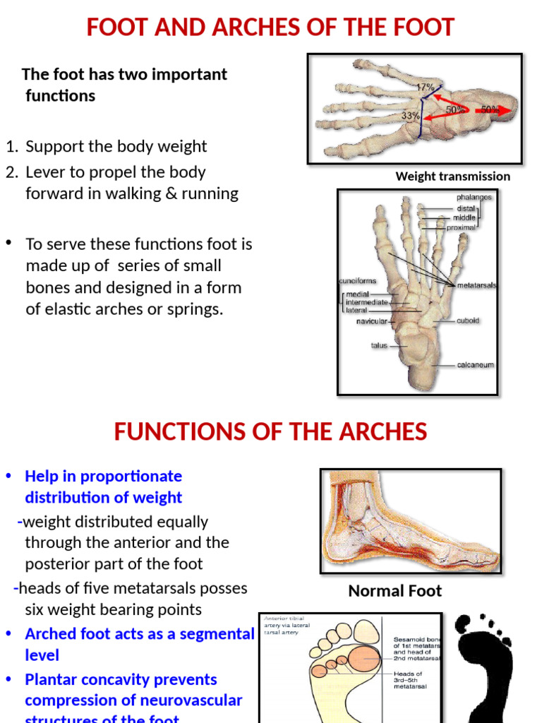 Explain The Function of Arches of Foot in Detail With Diag | PDF | Foot ...