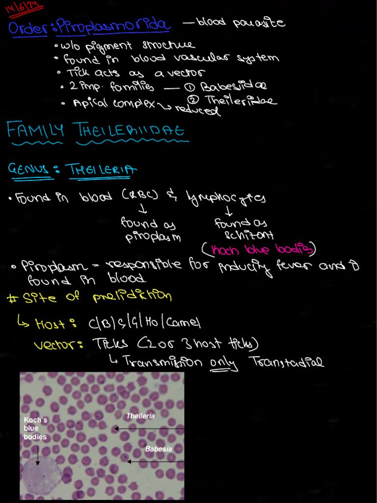 Phylum Apicomplexa | PDF | Parasitology